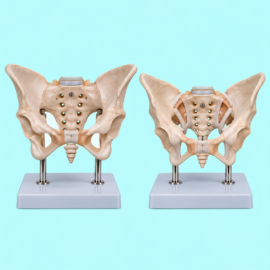 Adult Male Pelvis With Stand