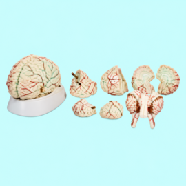Brain With Arteries