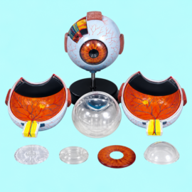Giant Eye Model
