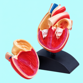 Heart Model