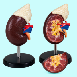 Human Kidney With Adrenal Gland