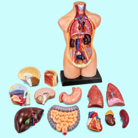 Human Torso