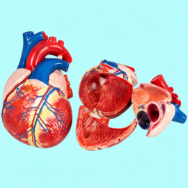 Jumbo Heart Model
