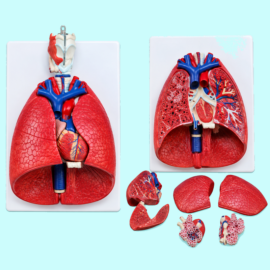 Larynx, Heart And Lungs Model