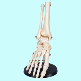 Life Size Foot Joint