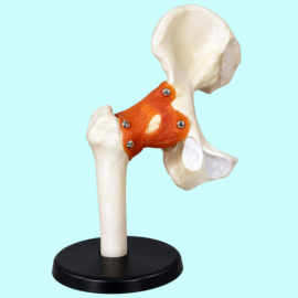 Life – Size Hip Joint