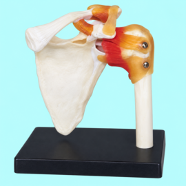 Life Size Shoulder Joint