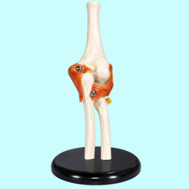Life-size Elbow Joint