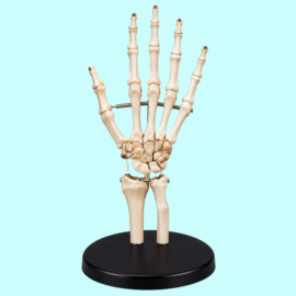 Life-size Hand Joint