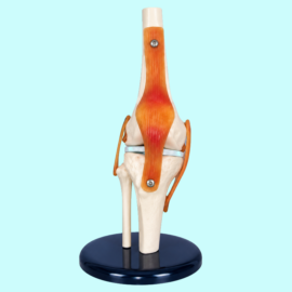 Life-size Knee Joint