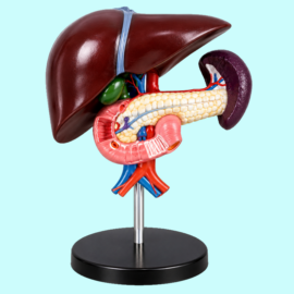 Liver Pancreas And Duodenum Model