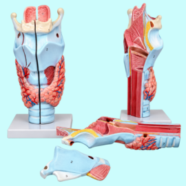 Magnified Human Larynx Model