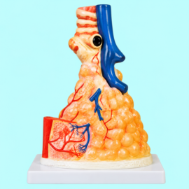 Magnified Human Pulmonary Alveoli Model