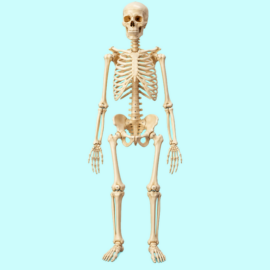 Mini Skeleton With Stand