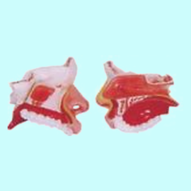 Model Of The Anatomical Nasal Cavity