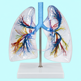 Model Of The Transparent Lung Segment