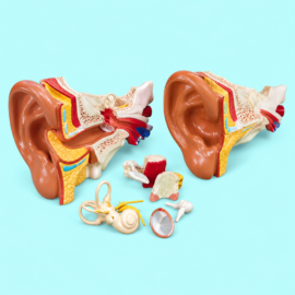 New Style Giant Ear Model