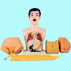 Nurse Basic Practice Teaching Model