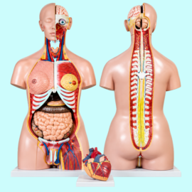 Torso Models
